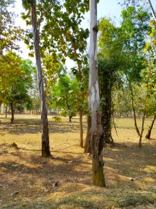Beautiful Sightseeing in Nilagiri, Odisha 6