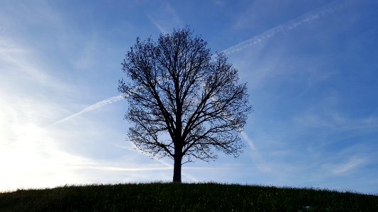 Beautreeful (210039921)