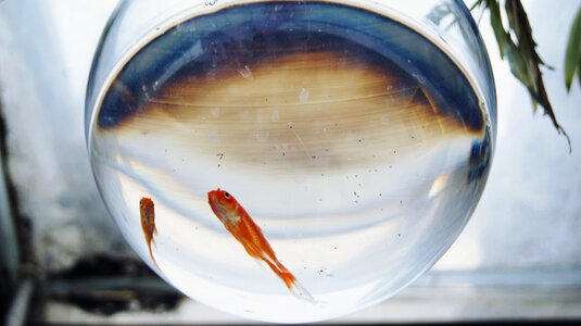 Goldfish fish winter