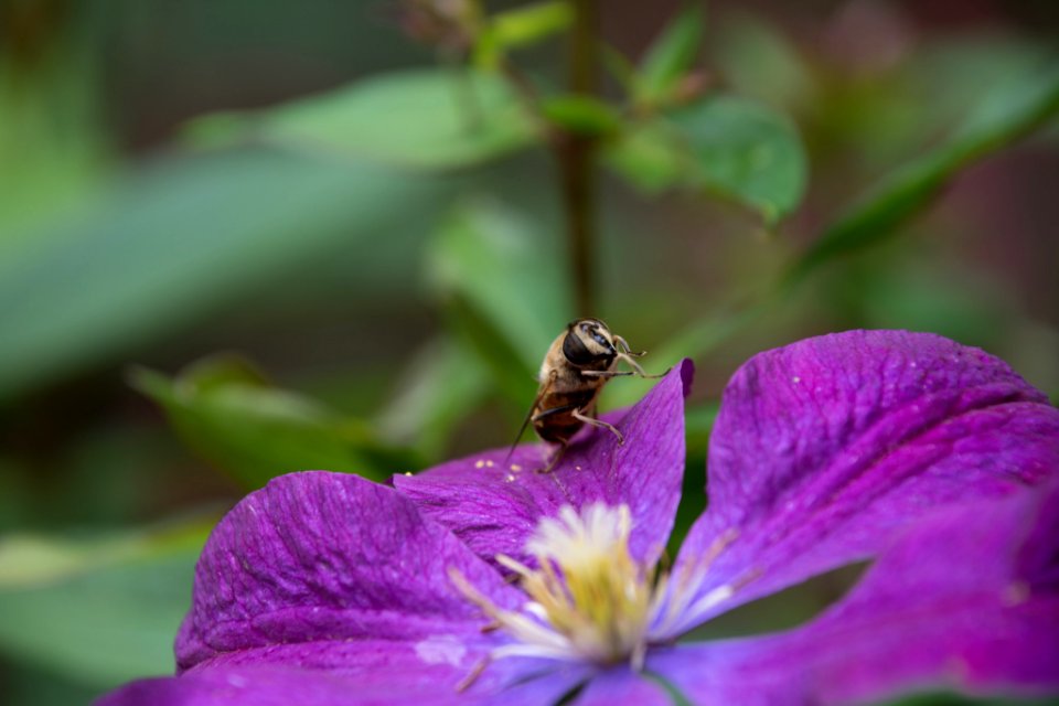 Bee Washing Hands (167543611)