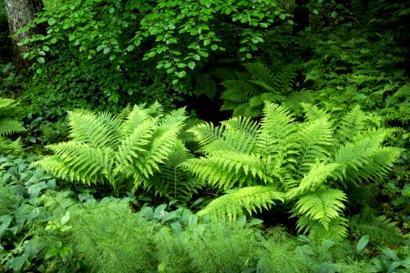 Beech, ferns and lily of the valley in Gullmarsskogen 2