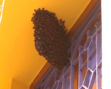 Bee Hive (Naturally Grown Beehive in a House) photo