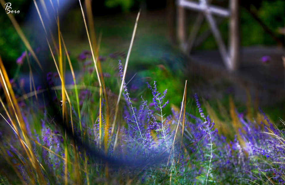 Beautiful Flowers (177306961)