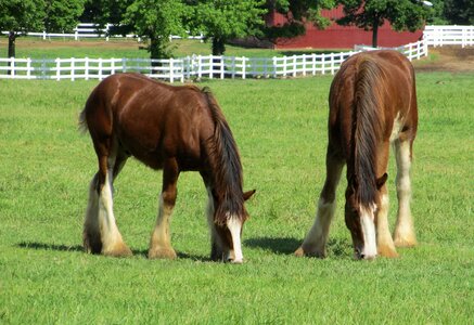 Yearlings young grazing