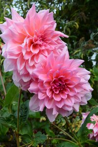 Nature garden blossom