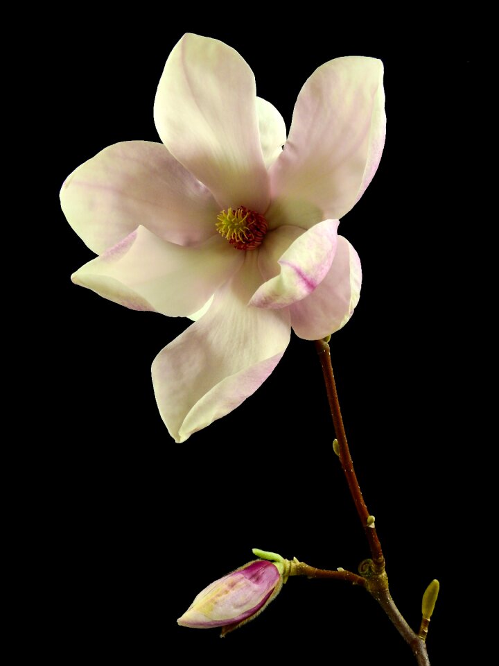 Bloom spring nature