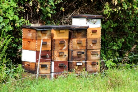 Beehive in New Hampshire
