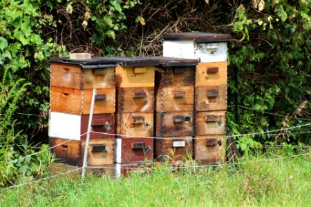 Beehive in New Hampshire photo