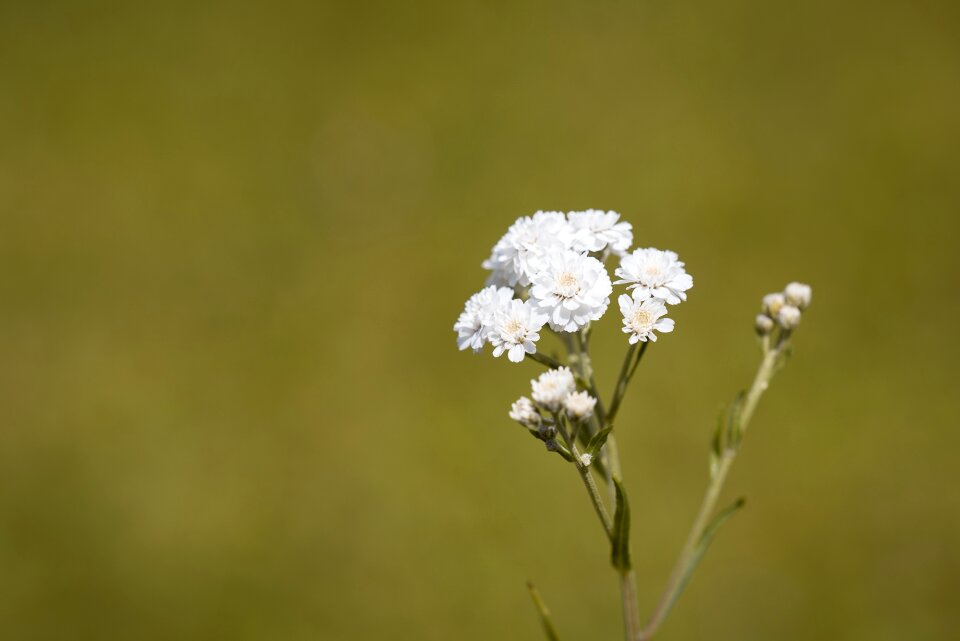 Flowers white white flowers