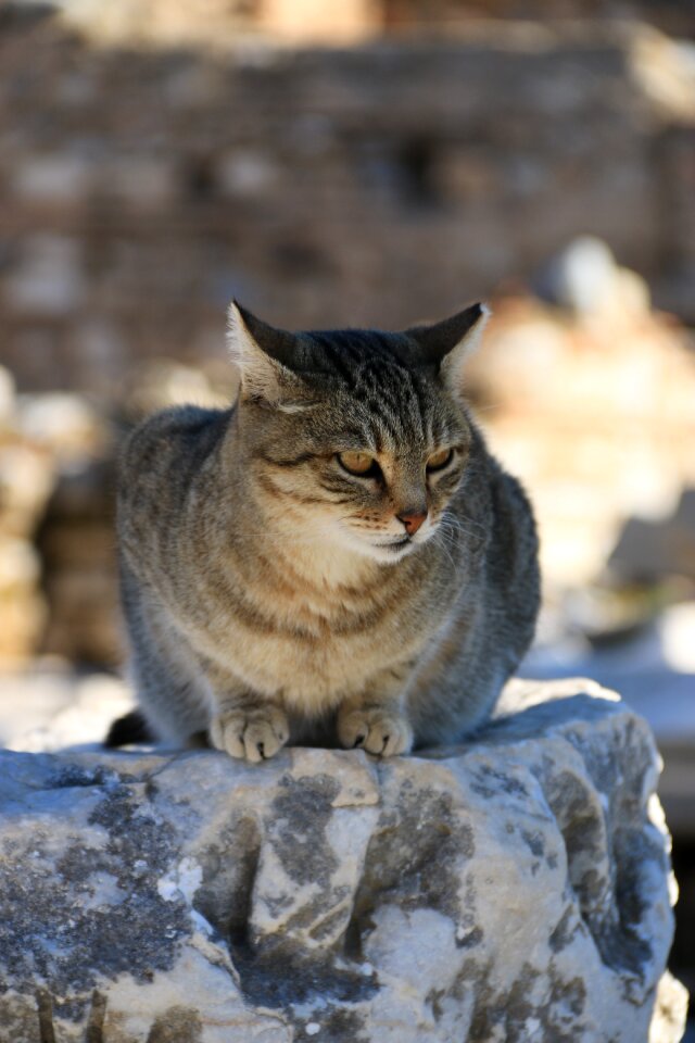 Close street kitty