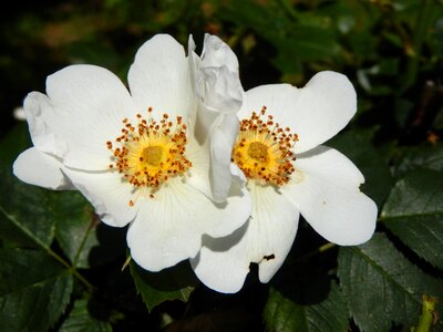 Spring flowering rose photo