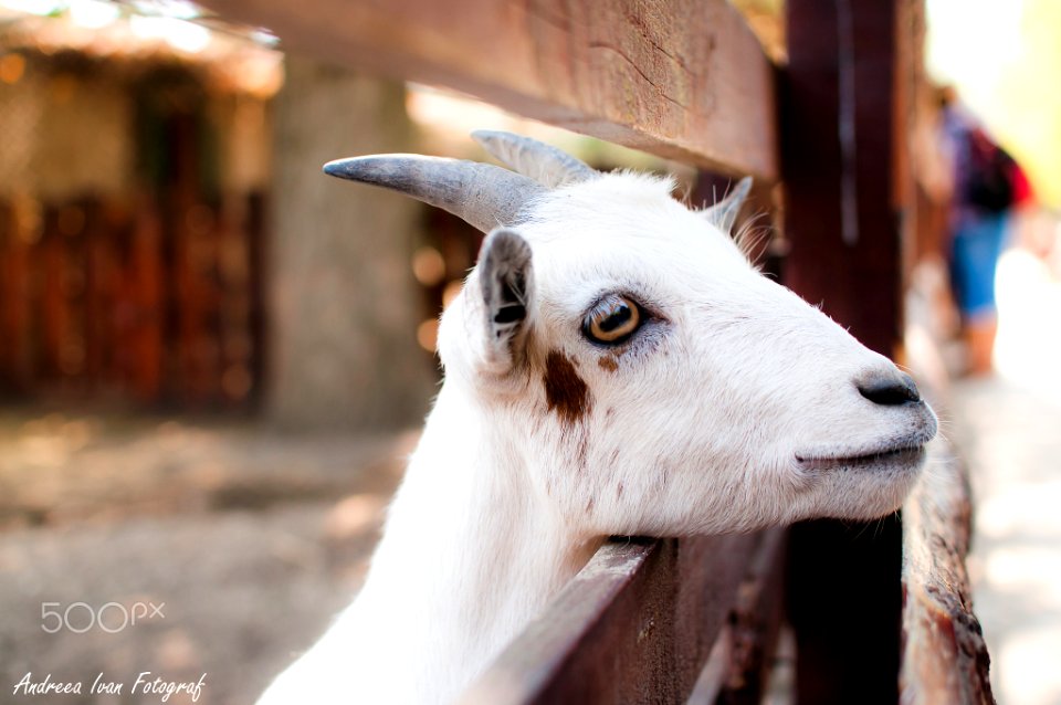 Beautiful Goat (193265569)