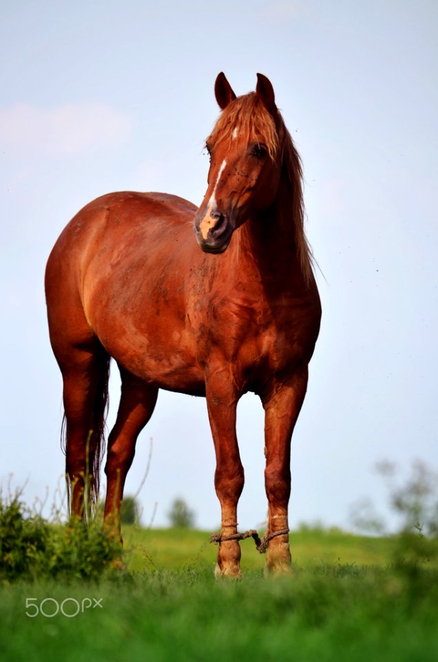 Beautiful Brown Horse (198516275)