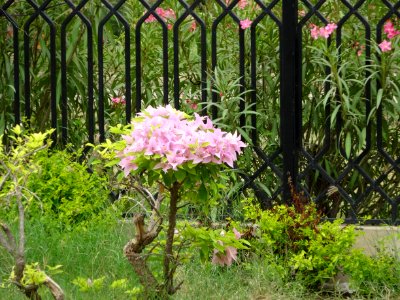 Beautiful Flower Karachi