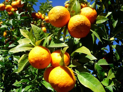 Orange fruit seville
