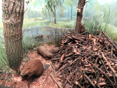 Beaver diorama - Naturmuseum Senckenberg - DSC02141