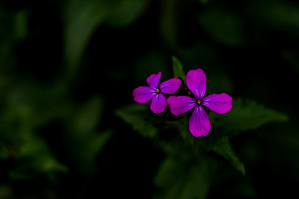 Beauty Of A Flower (85745257)
