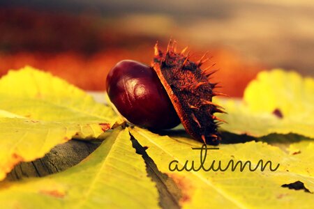 Leaves chestnut nature