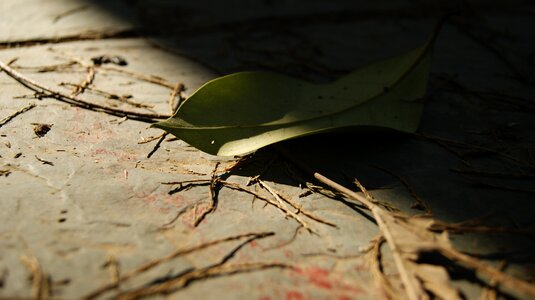 The leaves autumn defoliation