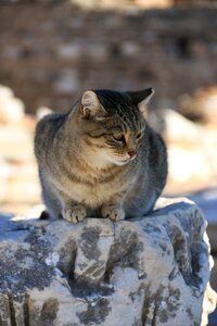 Close street kitty