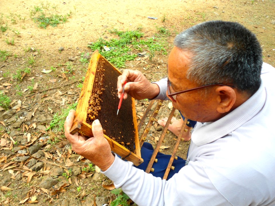 Beekeeping in Hainan - 04