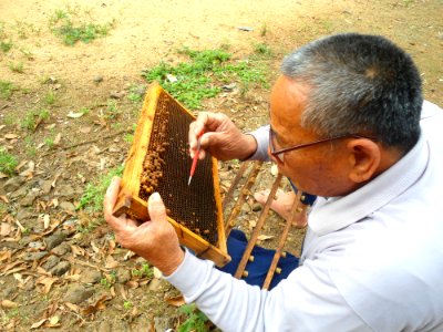 Beekeeping in Hainan - 04