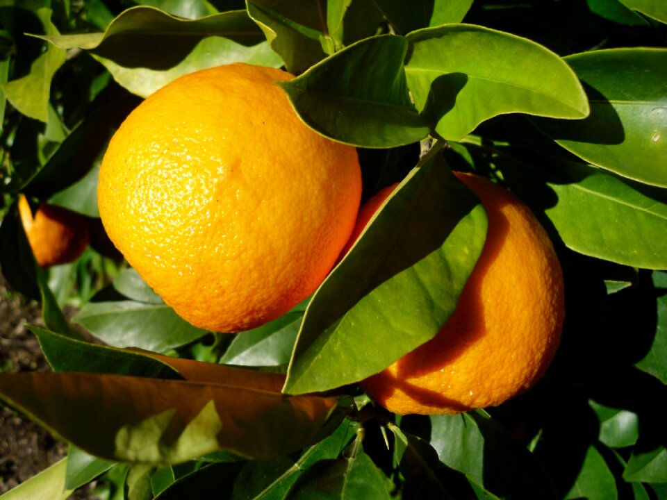 Orange fruit seville