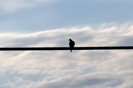 Mourning dove bird gray morning photo