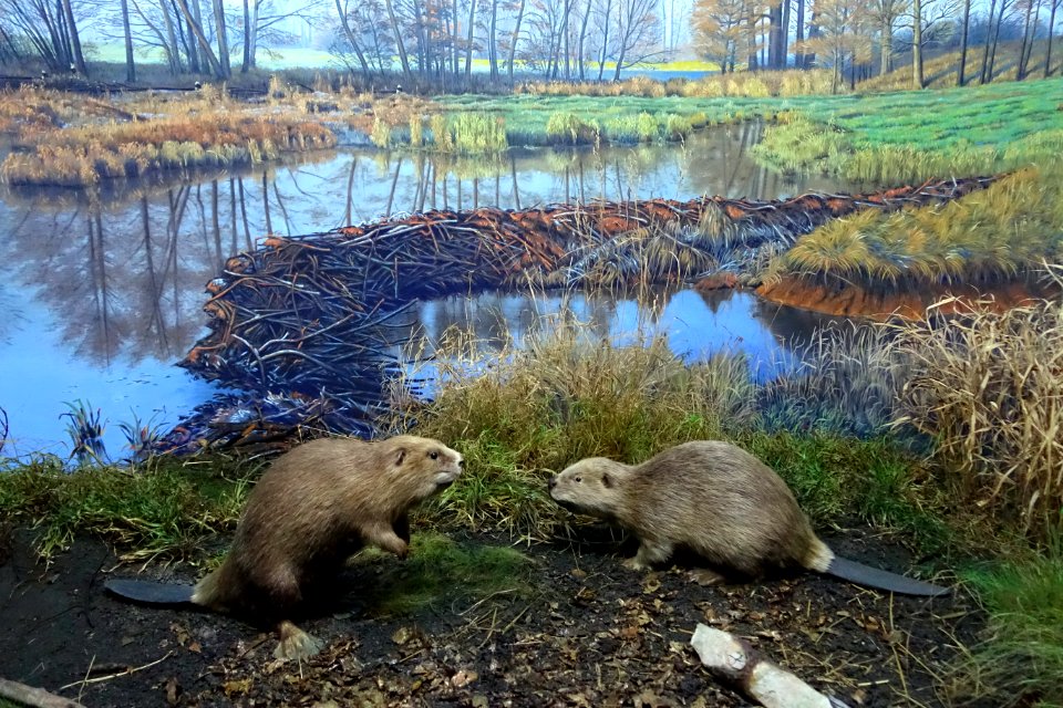Beavers - Naturhistorisches Museum, Braunschweig, Germany - DSC05037