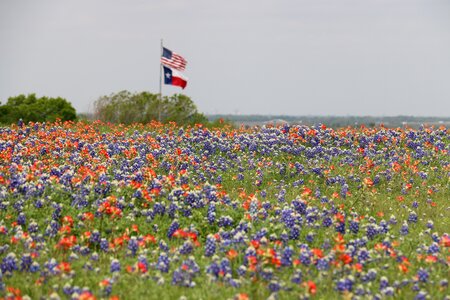 American flag field of flowers wildflowers