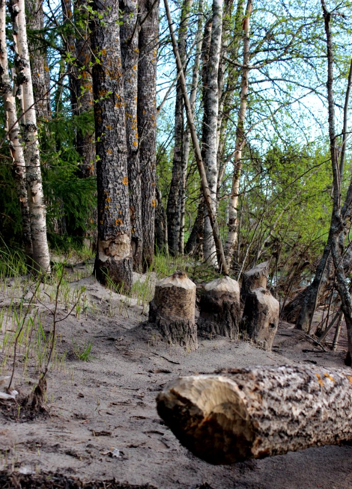 Beaver Cut Trees Sanginsuu Oulu 20120526