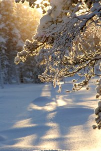 Beauty In The Cold (203418531)
