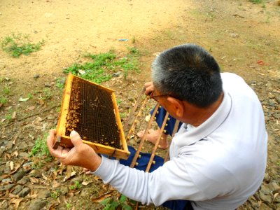 Beekeeping in Hainan - 06