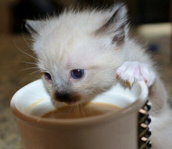 Pet domestic animals curious