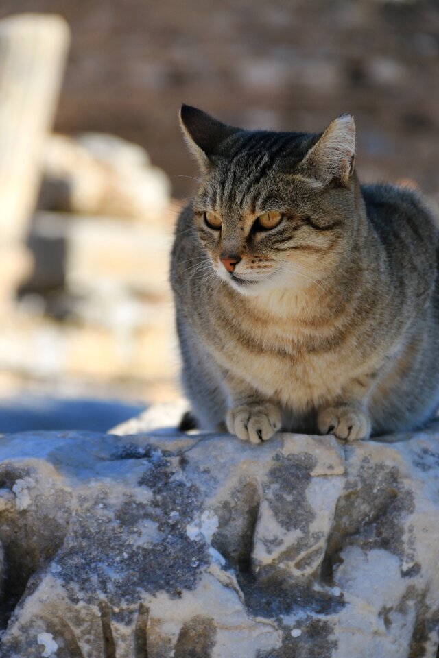 Close street kitty