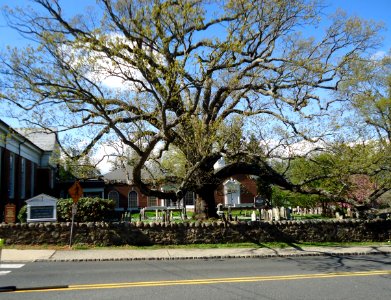 Beautiful tree in church cemetery in Basking Ridge New Jersey photo