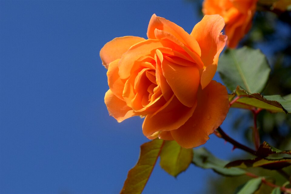 Floral fresh nature