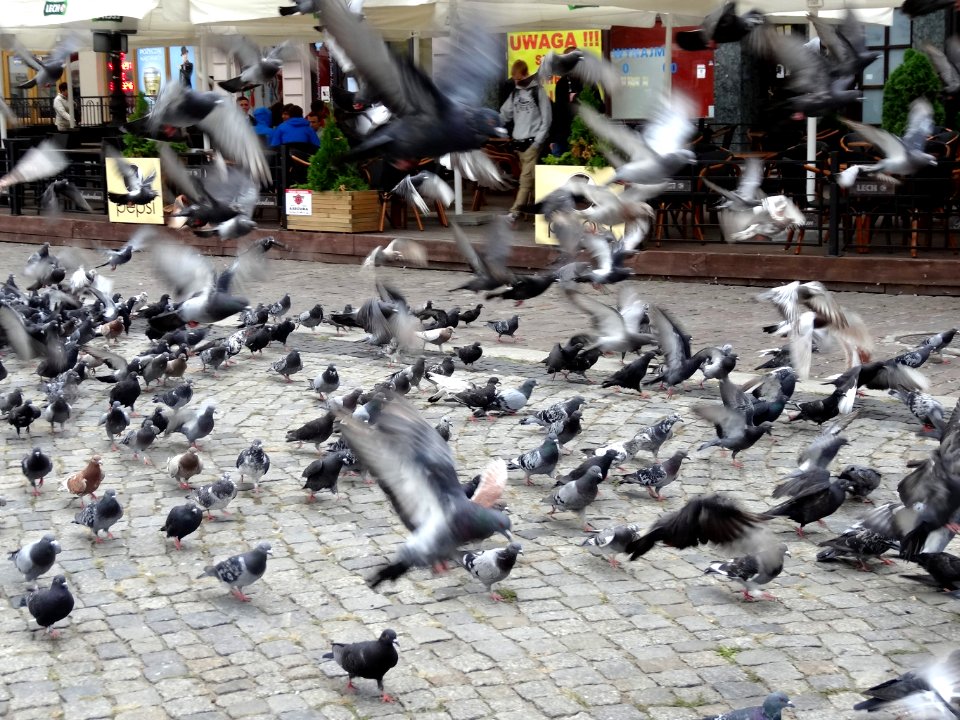 Bdg StaryRynek i 2 07-2013