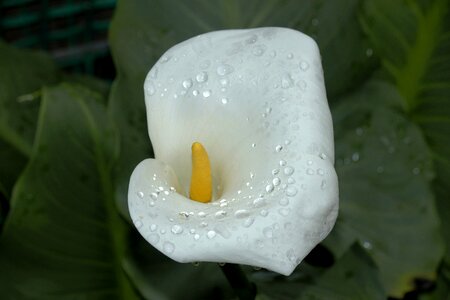 Spray water flowers photo