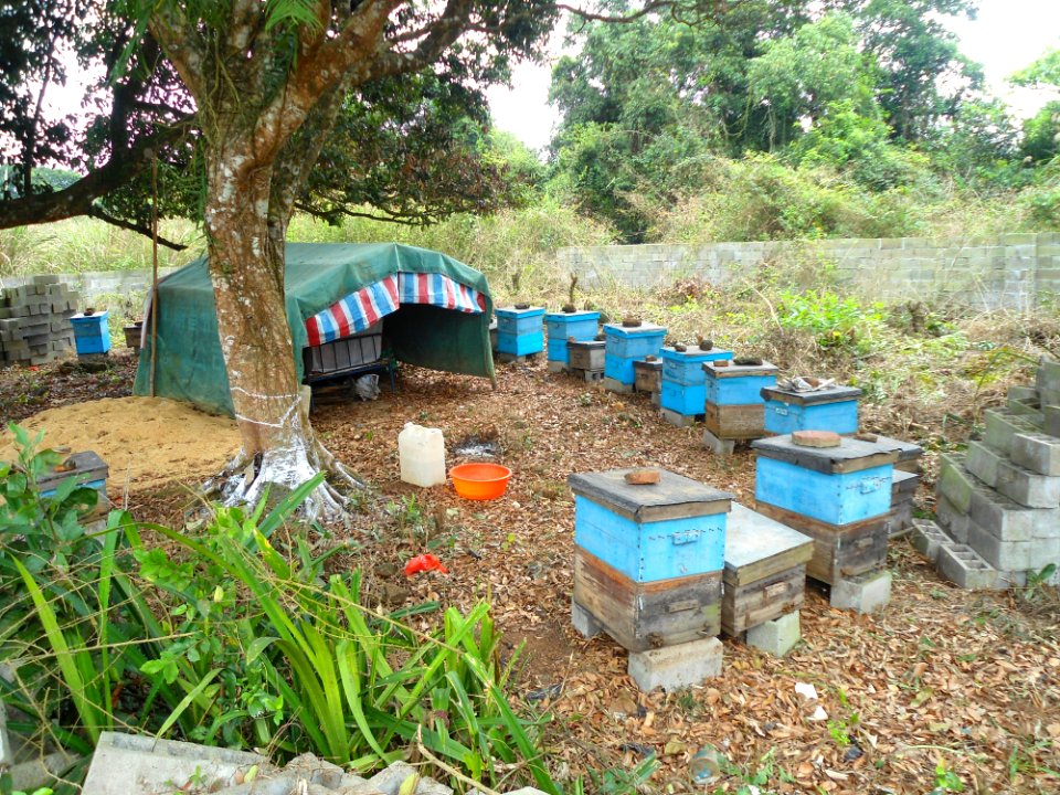 Beekeeping in Hainan - 01