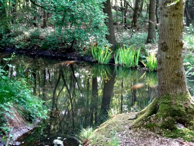 Beek nabij de Boekelose Bleekweg
