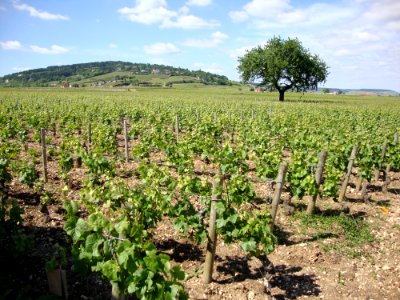 Beaune (Côte d'Or, Fr) Vignobles