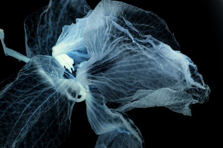 Flower petal negative