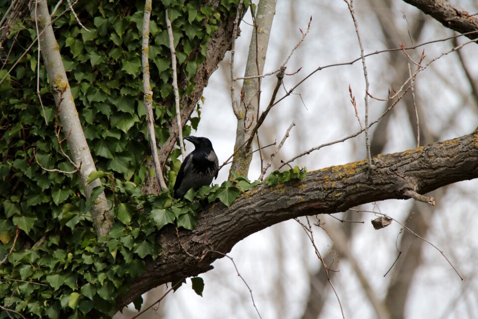 Bird nature forest
