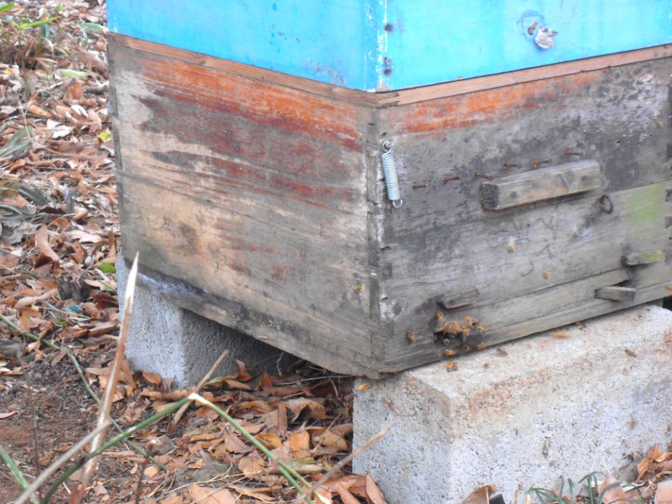 Beekeeping in Hainan - 02