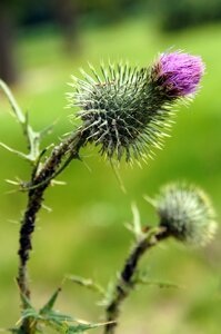 Green plant prickly photo