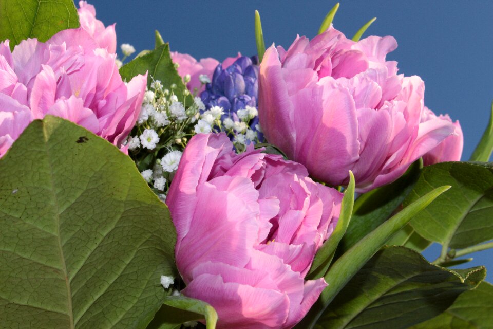 Tulips pink gypsophila hyazynte