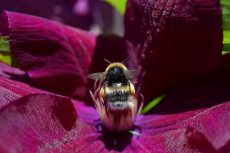 Pollen sprinkle purple photo