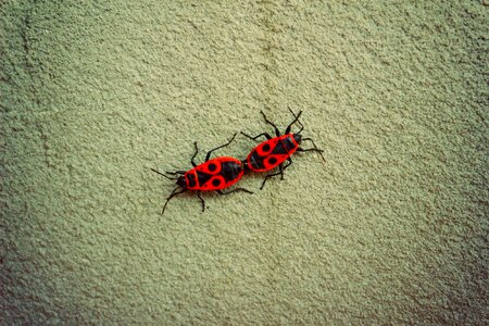 Red bugs mating