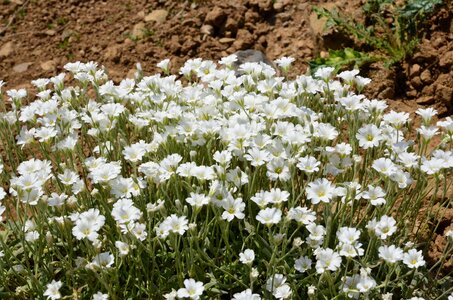 Spring flowers green turkey plant